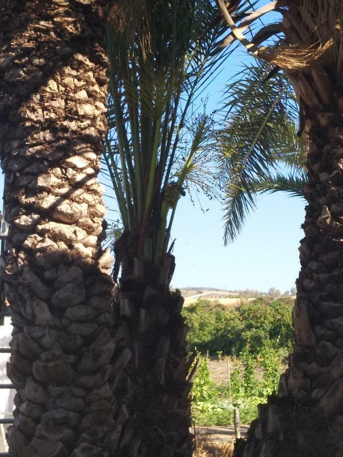 Argaka Palm Tree Apts Dış mekan fotoğraf