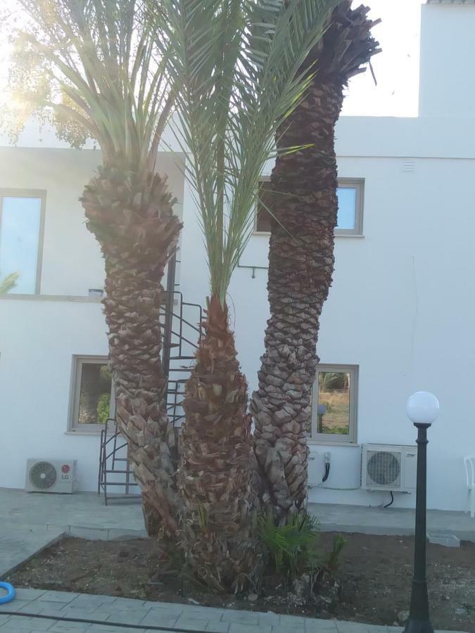 Argaka Palm Tree Apts Dış mekan fotoğraf